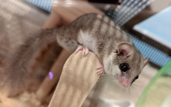 アフリカヤマネのちまきくん