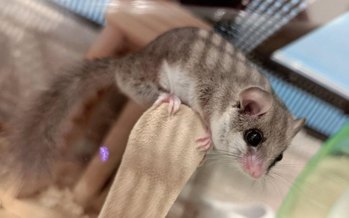 アフリカヤマネのちまきくん