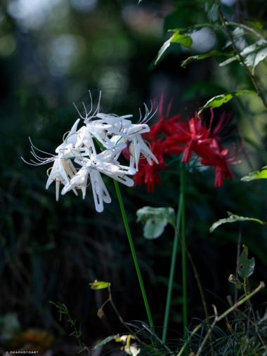 洗濯バサミフォト