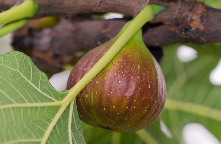 イチジク