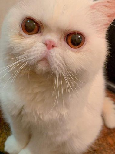 玄関までお迎えしてくれるように