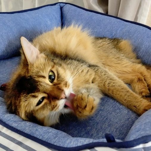 綺麗好きなシャルロットちゃん