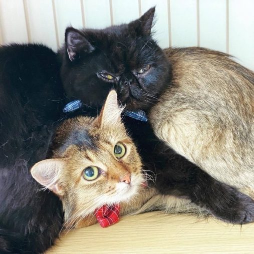 ぴったりくっつく2匹