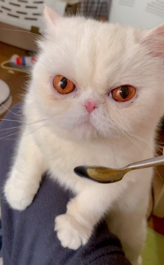 スプーンで食べるしろちゃん