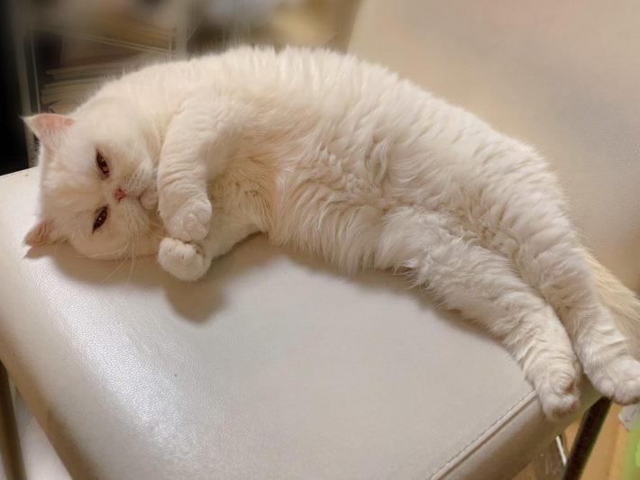 くつろぐしろちゃん