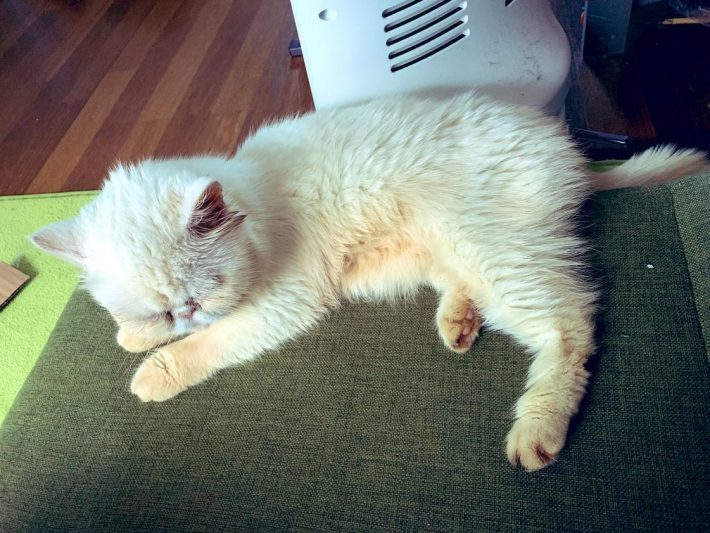 出会った当初のしろちゃん