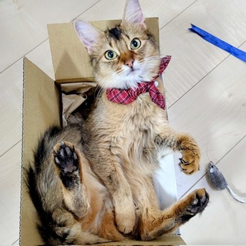 シャルロットちゃん