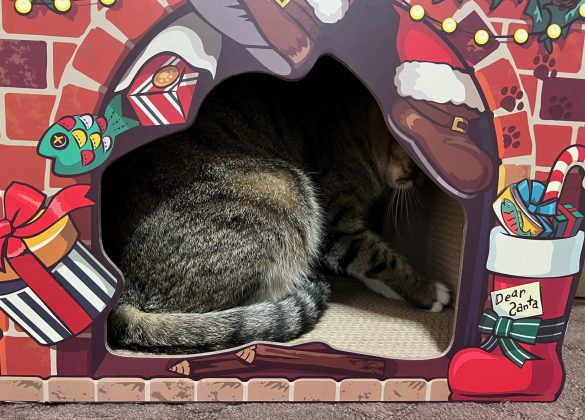 5kgの成猫もスッポリと収まる