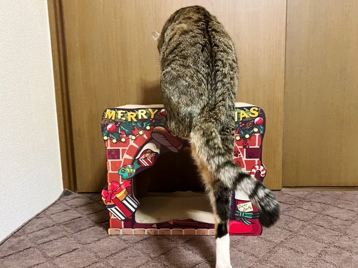 興味津々の小虎