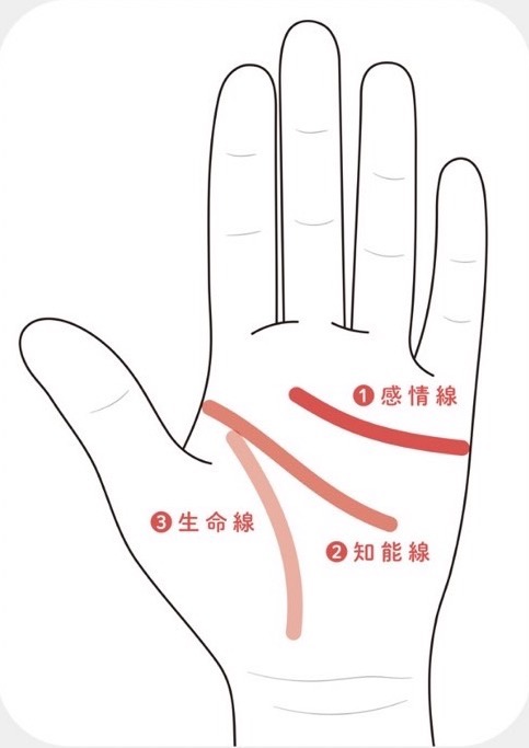 手相の見方は「基本の3線」と「ふくらみ」