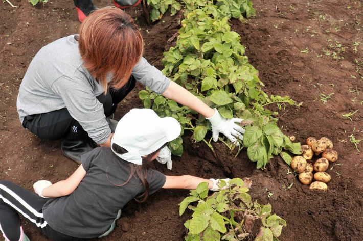 芋堀をする家族