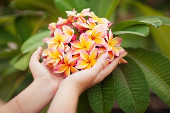 ハワイアロマ202301-1c