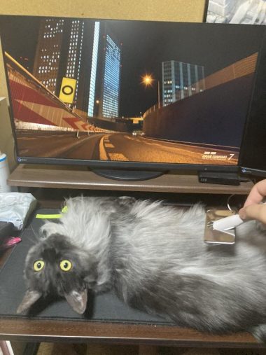 ブラッシングの気持ちよさにゴロリ