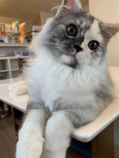 撫でられるのはあまり好きじゃない