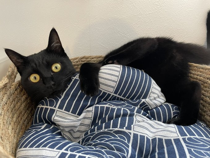 愛猫のキーラちゃん