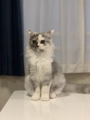 イカ耳になっているシャーロットちゃん