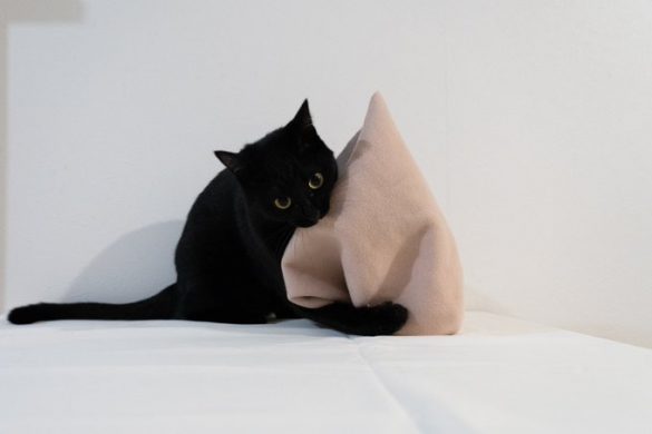 帽子の撮影を妨害するキーラちゃん