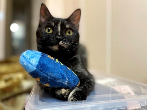 チャームポイントは市松模様のお口