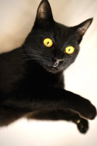 黄色い目が綺麗に輝く