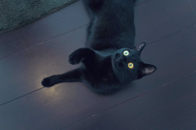 ツヤのある黒い毛が美しい