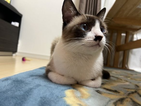 猫社会を学んだ蘭姫ちゃん