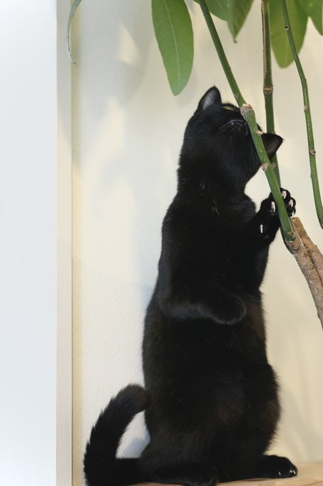 観葉植物に興味津々