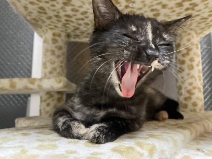 あくびをするじゃこちゃん