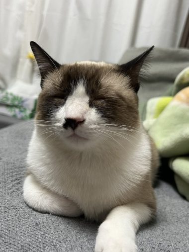 うとうとする蘭姫ちゃん