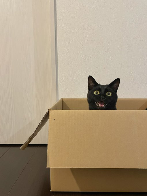 段ボールからひょっこり