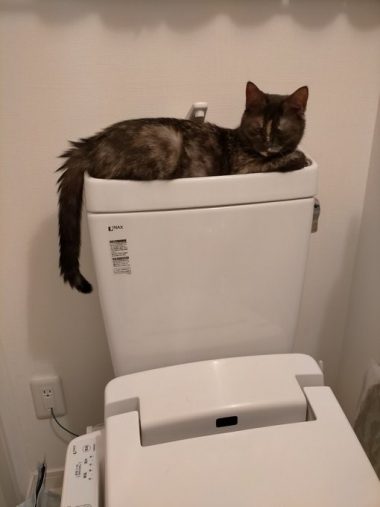 トイレタンクの上でずぶ濡れに