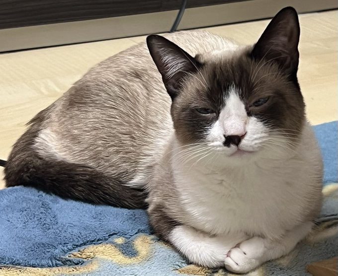 くつろぎの表情