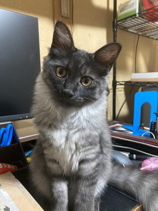 毛色が変わったうかちゃん