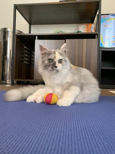 ボール遊びが大好き