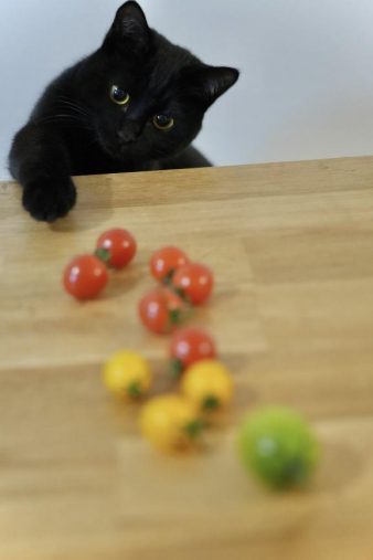 丸いものは全部おもちゃ