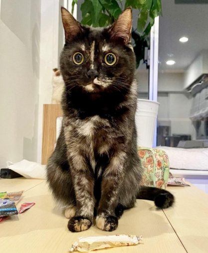 盗み食いがばれたじゃこちゃん