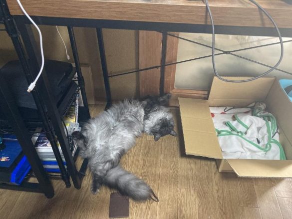 スヤスヤタイムを満喫中