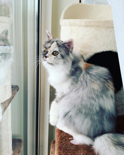 外を眺めるシャーロットちゃん