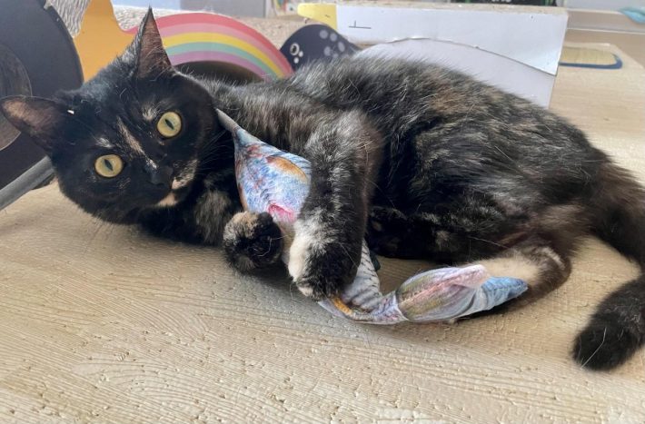 おもちゃで遊ぶ姿