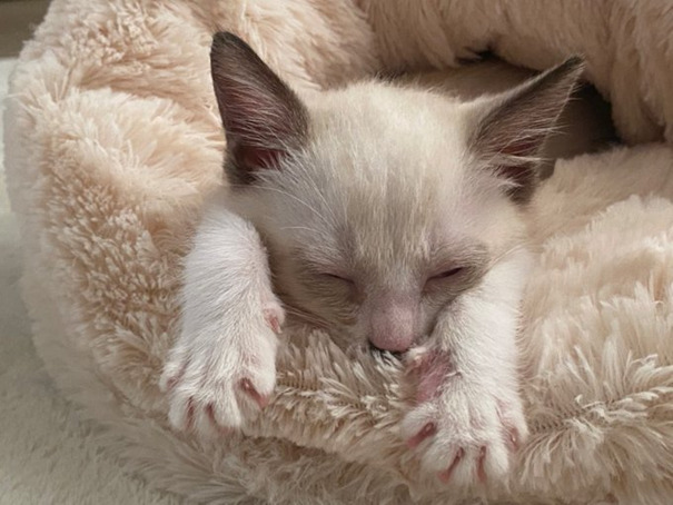 人間好きの蘭姫ちゃん