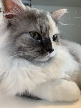 独特な威嚇をするシャーロットちゃん