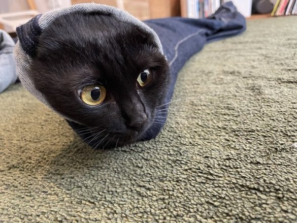 ジーンズをトンネルだと思い込み