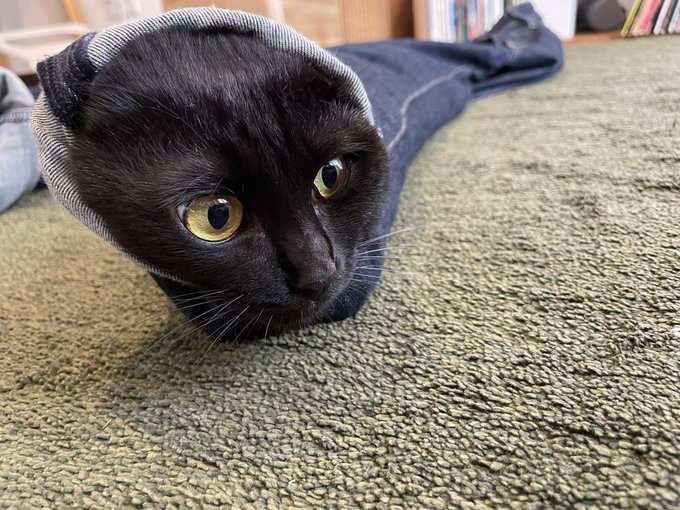 ジーンズをトンネルだと思い込み