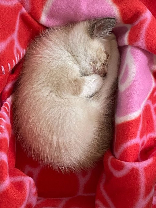 保護当時の体重は250g