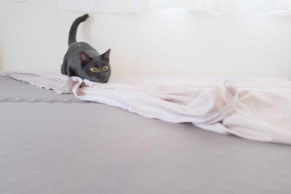 シーツにイン！