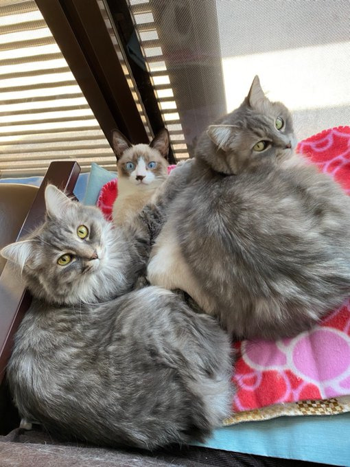 実家の“ニャンコ保育園”