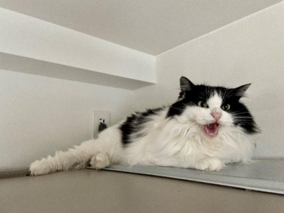 お姉ちゃん的存在の先住猫。いまだにシャーシャー