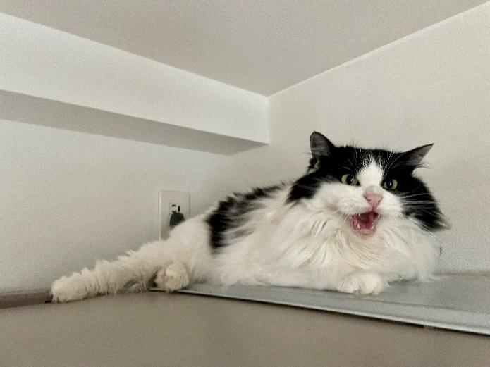 お姉ちゃん的存在の先住猫。いまだにシャーシャー