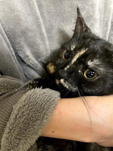 飼い主さんの腕の中でくつろぐ