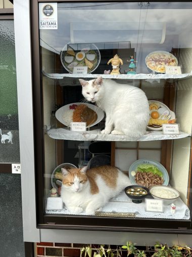 毎朝9時に必ず展示ケース入る二匹