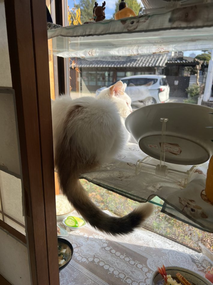 しっぽも可愛いコンちゃん